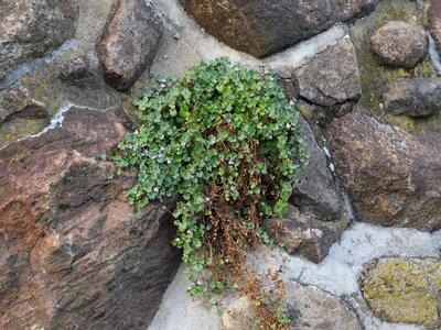 cymbalaria muralis