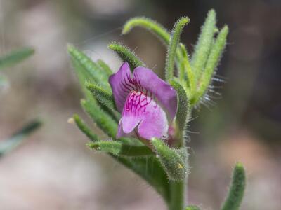 misopates orontium detail