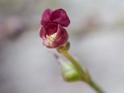 scrophularia lucida detail