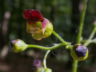 scrophularia nodosa detail