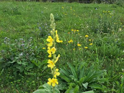 verbascum densiflorum