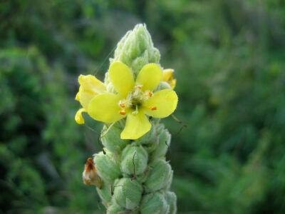 verbascum densiflorum bluete