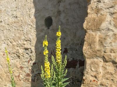 verbascum densiflorum habitus