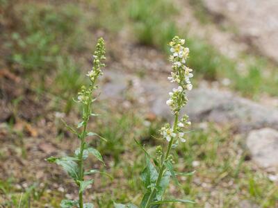 verbascum lychnitis