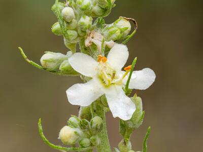 verbascum lychnitis detail