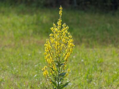 verbascum thapsus