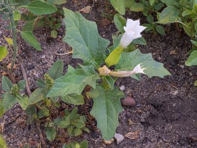 datura stramonium