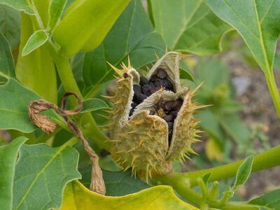 datura stramonium frucht