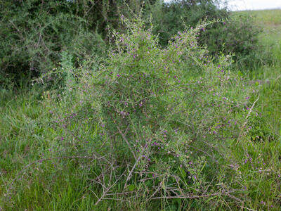 lycium barbarum