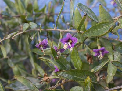 lycium barbarum detail