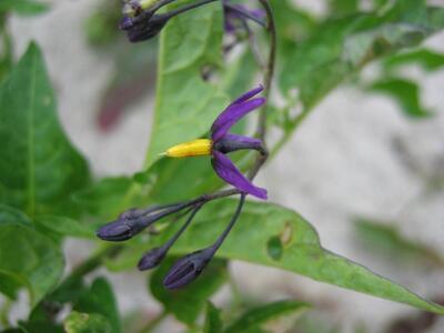 solanum dulcamara bluete