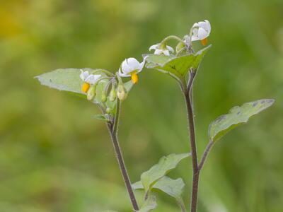 solanum nigrum