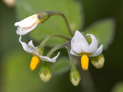 solanum nigrum detail