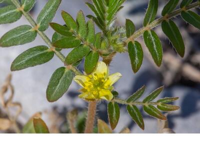 tribulus terrestris