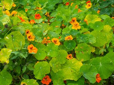 tropaeolum majus