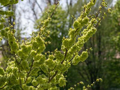 ulmus glabra