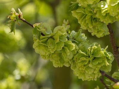 ulmus glabra detail