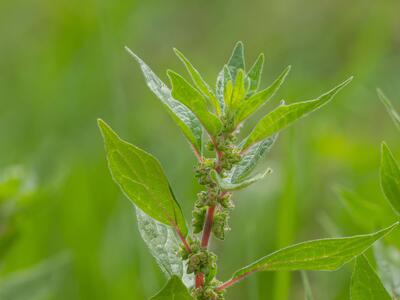 parietaria judaica