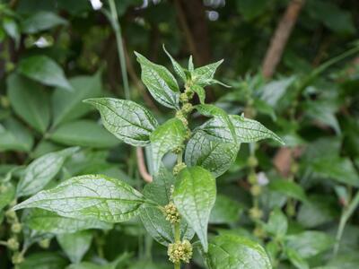 parietaria officinalis