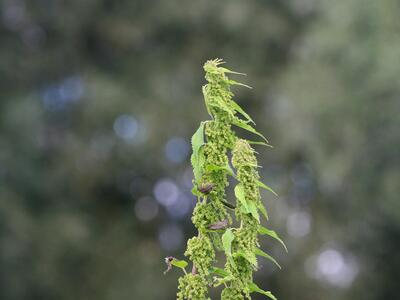 urtica dioica