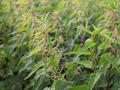 urtica galeopsifolia