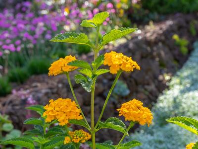 lantana camara