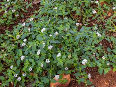 lantana montevidensis