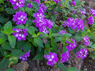 lantana montevidensis detail