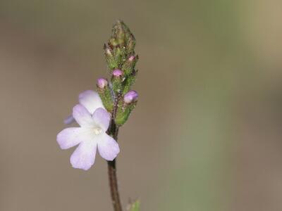 verbena officinalis