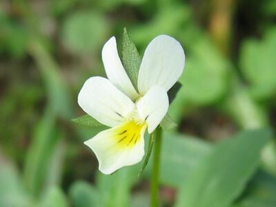 viola arvensis