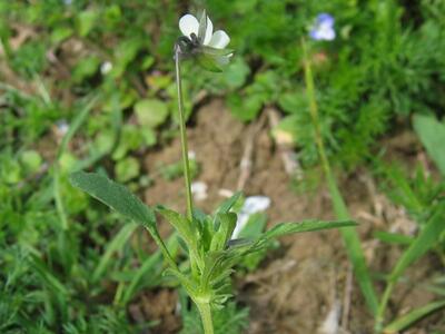 viola arvensis habitus