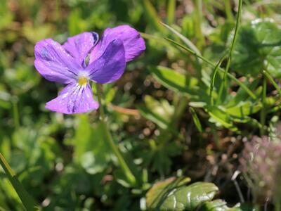 viola calcarata