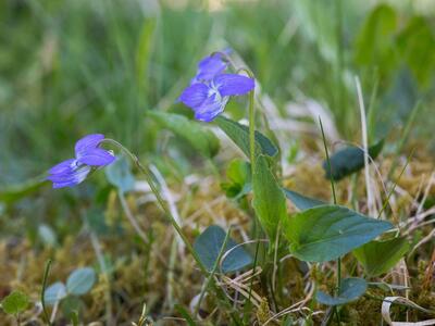 viola canina ssp canina