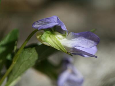 viola canina ssp canina detail