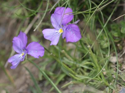 viola cenisia