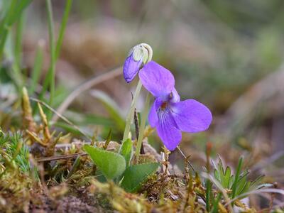 viola hirta