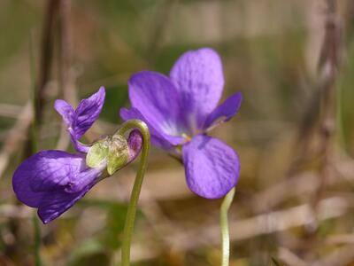 viola hirta detail