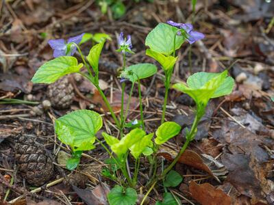 viola mirabilis