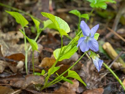 viola mirabilis bluete