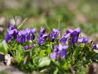 viola odorata