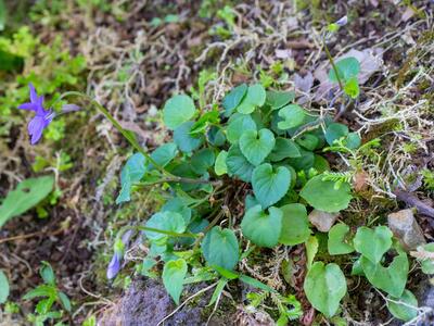 viola odorata detail