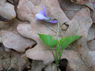 viola reichenbachiana