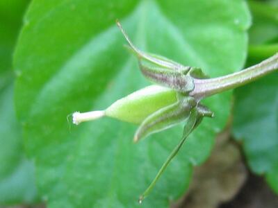 viola reichenbachiana frucht