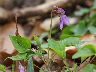 viola reichenbachiana sporn