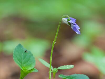 viola riviniana