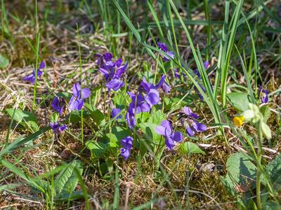 viola rupestris