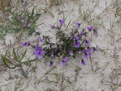 viola tricolor ssp curtisii