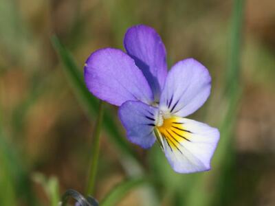 viola tricolor ssp tricolor