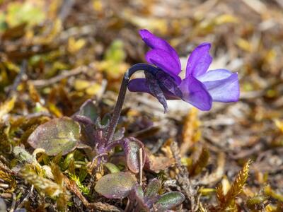 viola tricolor ssp tricolor habitus