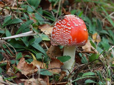 amanita muscaria